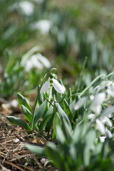 First spring flowers in the garden, Galanthus, white snowdrops blooming in a meadow, selective focus outdoors