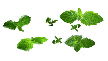 Fresh raw mint leaves isolated on white background