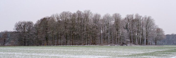 Waldrand mit Schnee, Kamen, Ruhrgebiet, Nordrhein-Westfalen, Deutschland, Europa
