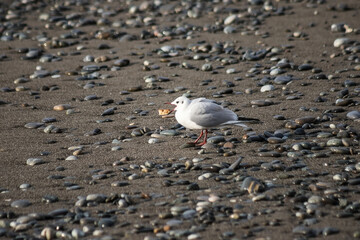 Seagull walks on the sea shore at evening time.