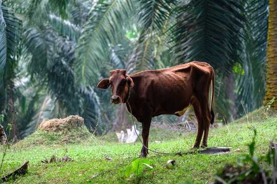 Brown cow in palm plantation