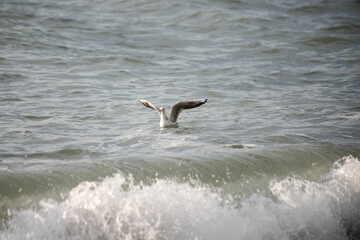 Seagull walks on the sea shore at evening time.