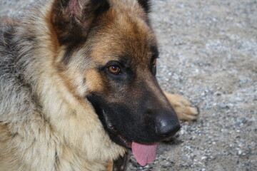 german shepherd dog