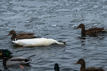 Fototapeta premium Nice wild white duck mallard with rare genetic color mutation in swarm of wild ducks at winter lake