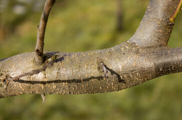 peach branch in spring