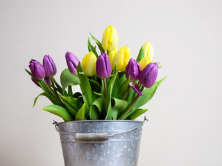 yellow and purple tulips