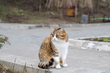 A ginger street cat sits by the sea. The yard cat is sitting on the fence. March cat. An abandoned pet in the spring.