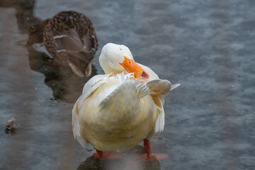 Nice wild white duck mallard with rare genetic color mutation in swarm of wild ducks at winter lake