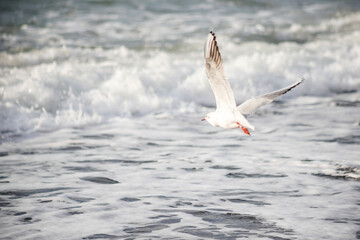 Fototapeta na wymiar Seagull walks on the sea shore at evening time.