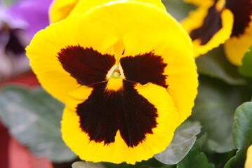 yellow tulip flower