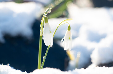 two snowdrop flowers with water droplets, early spring