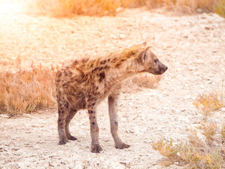 Fototapeta premium Hyena scavenger in african savanna