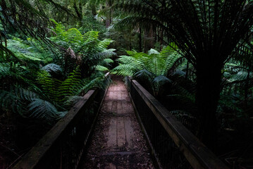 Palm Walk