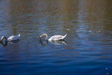 Schwanenpaar schwimmt  im Rhein