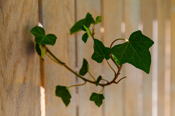 Park in the summer. Ivy grows through a wooden wall.