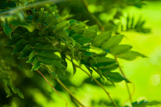Green leaves of acacia close up.