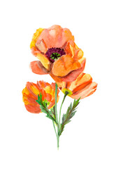 Bright orange poppies in watercolor