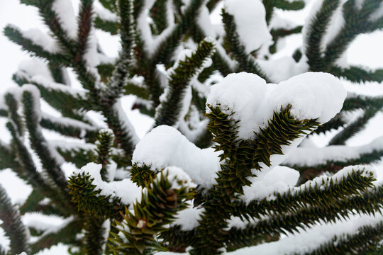 Araucaria in the snow. Branches close-up.