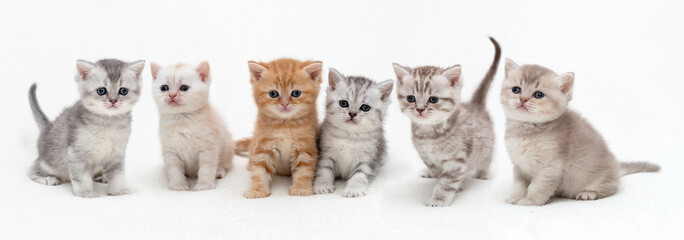 Fototapeta premium British kittens on a light background . Panoramic image