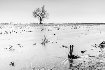 Flooded cornfield after harvest