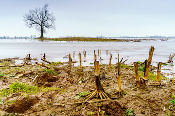 Flooded cornfield after harves
