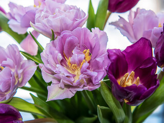 Bouquet of lilac tulips. Close-up. Macro.