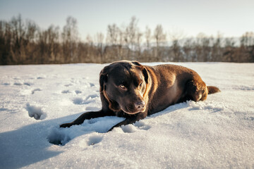 A dog lying on top of a snow covered field
