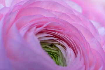 Obraz premium a close-up of a beautiful pink ranunculus flower