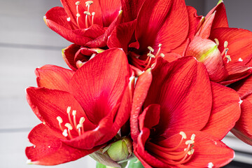 beautiful close up of red amaryllis flowers, macro - obrazy, fototapety, plakaty