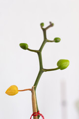 Plant stem with germinating flower buds on a white background and contrasting green and yellow colors. Still life and alive. Orchid