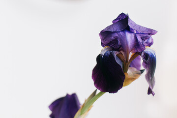 Beautiful violet iris flower on background of white wall in room. Aesthetics. Iris petals close up