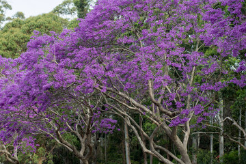 Jacaranda tree in a full bloom with beautiful purple flowers.