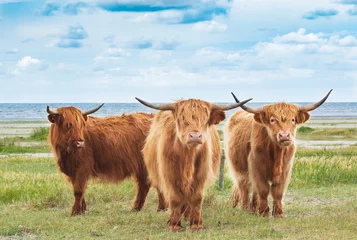 Poster de jardin Highlander écossais Tre vaches des hautes terres sur un champ près de l& 39 océan