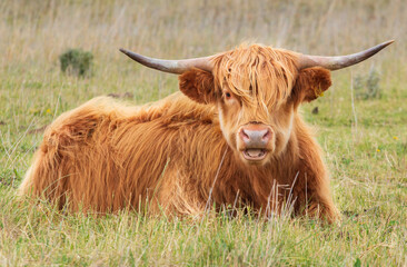 highland cow with horns
