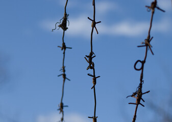 barbed wire