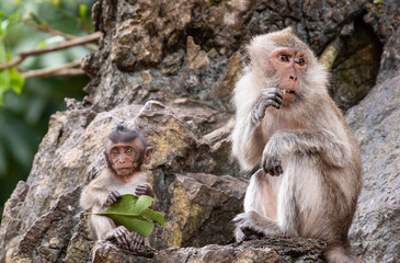 mother and child monkey sitting on a cliff and eating