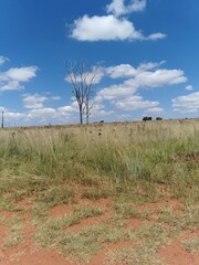 trees in the distance with clouds drifting past.
