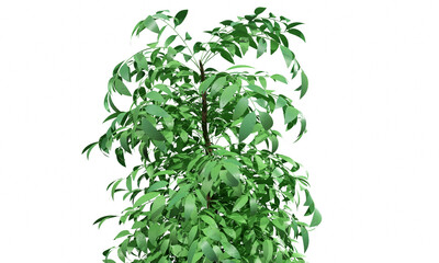 Tree isolated. Image useful for banners and posters or photo maipulations. 3d render illustration