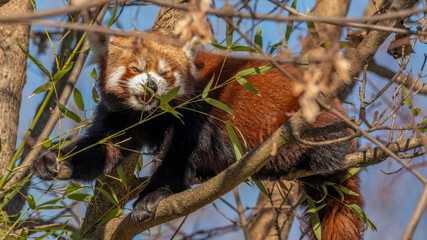 panda, tier, rot, säugetier, wild lebende tiere, baum, kleiner panda,