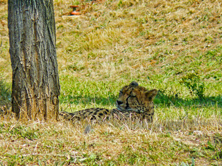 Guépard au repos dans l'herbe à l'ombre d'un arbre