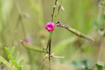 Kruger National Park: beautiful wildflower