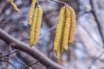 Yellow hazel flowers buds on a faded background.