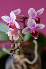 pink orchid flowers