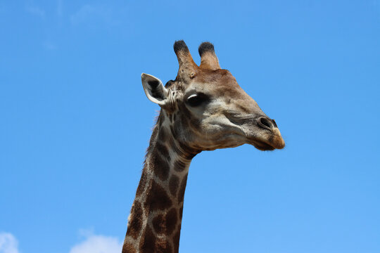 Kruger National Park: portrait of the head of a giraffe