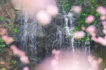 Plum blossoms in spring in Yellow Crane Tower Park, Wuhan, Hubei