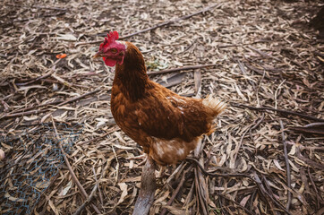chicken on the farm
