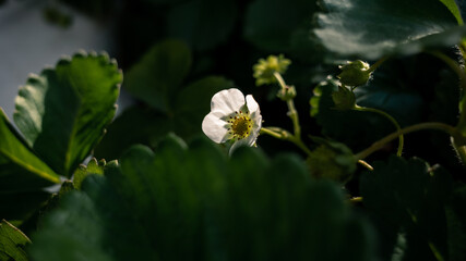 Small white flower