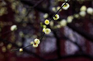 Plum blossoms in spring in Yellow Crane Tower Park, Wuhan, Hubei