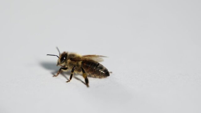 Honey bee on white background, isolated insect macro shot