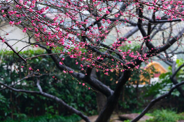 Plum blossoms in spring in Yellow Crane Tower Park, Wuhan, Hubei